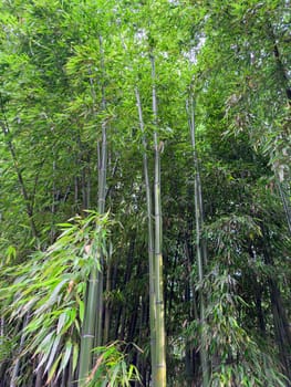Tall green bamboo stalks create a serene environment accompanied by vibrant foliage, showcasing the beauty of nature in an untouched grove. Ideal for peaceful reflection and relaxation.