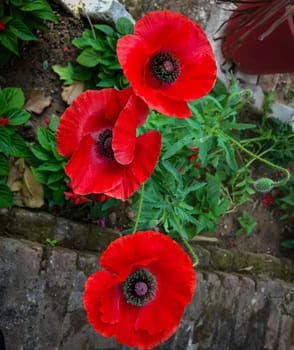 This captivating image captures the beauty of three vibrant red poppy flowers in full bloom, nestled in a bed of lush green foliage. The contrast of the flowers against the rustic stone wall covered in moss creates a serene and picturesque scene. High-quality photo