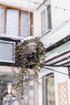 Potted plants in the snow, street decor in winter time in city