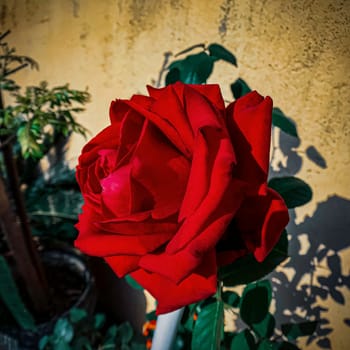 The Image beautifully captures a single, deep red rose in full bloom against a yellow wall. The rose, with its open petals, is the main subject and is in sharp focus, while the background is artistically blurred. The greenery peeking from behind the yellow wall adds a touch of freshness to the scene. High-quality photo