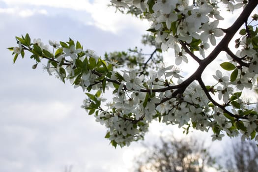 White bright cherry blossoms on a branch close up