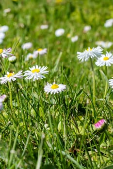 Small daisy flowers among green grass close up