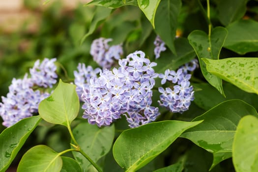 Purple lilac flowers among green leaves close up