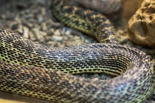 Small brown snake in a terrarium close up