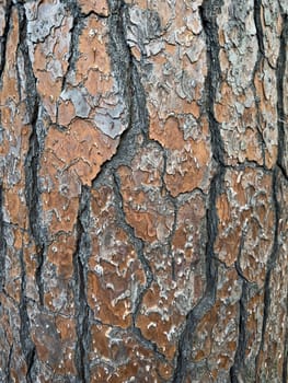 Close-up of tree bark showcasing intricate textures and patterns. The surface displays a mix of brown and gray hues, highlighting the natural beauty of the forest ecosystem.