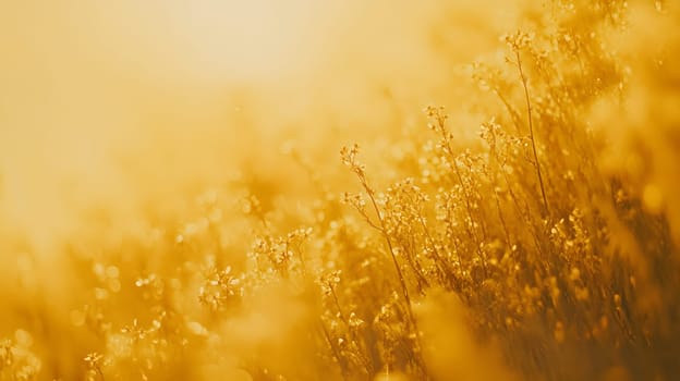 A golden field of flowers illuminated by sunlight.