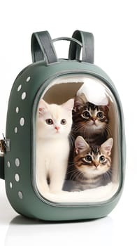 Three cats inside a transparent pet backpack.