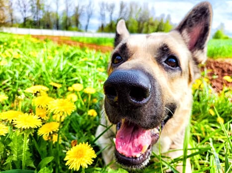 A German Shepherd dog with black nose and pink tongue lays in tall green grass, sniffing yellow dandelions. Partial focus