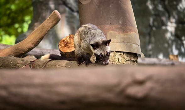 Asian palm civet or locals calls it Musang Pandan or Luwak coffee producer, latin name paradoxurus hermaphroditus, resting on a tree, showcasing its curious expression and distinct fur pattern