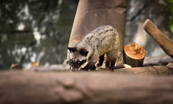 Asian palm civet or locals calls it Musang Pandan or Luwak coffee producer, latin name paradoxurus hermaphroditus, resting on a tree, showcasing its curious expression and distinct fur pattern
