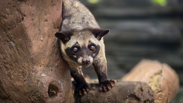 Asian palm civet or locals calls it Musang Pandan or Luwak coffee producer, latin name paradoxurus hermaphroditus, resting on a tree, showcasing its curious expression and distinct fur pattern