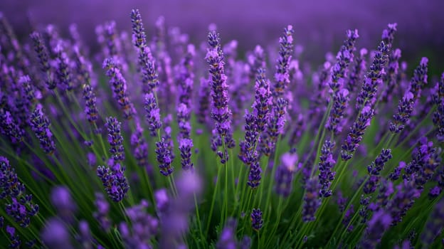 A field of vibrant lavender flowers in soft focus.