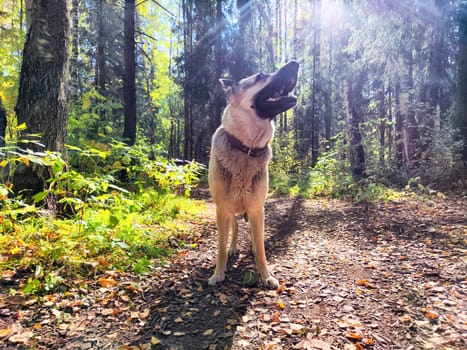 The German Shepherd is playfully positioned on a dirt path, surrounded by vibrant green foliage and the warm glow of sunlight shining through trees.