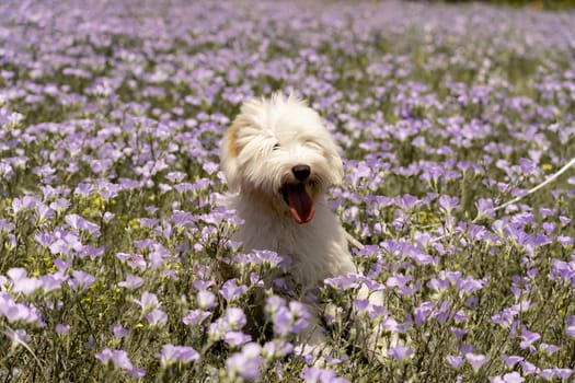 Dog walks in park in clearing among wild flowers and grass. Natural background with cute white dog puppy sitting on a summer Sunny meadow surrounded by flowers