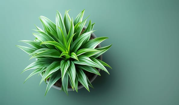 Close-up top view of a lush green potted plant with bright leaves on a soft green gradient background.