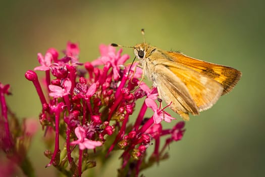 A close up of a small brown skipper moth on a flower in Idaho.