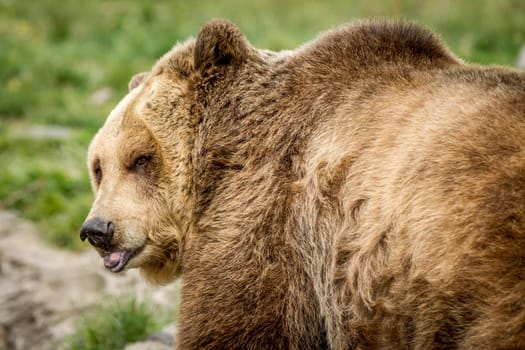 A captive Grizzly bear looks back toward the camera.