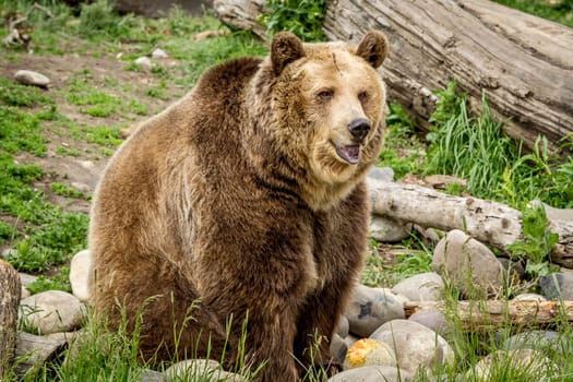 A captive grizzly bear in Montana is sitting by rocks.