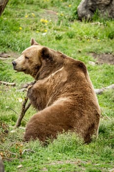 A captive grizzly bear is being playful with a stick near Bozeman, Montana.