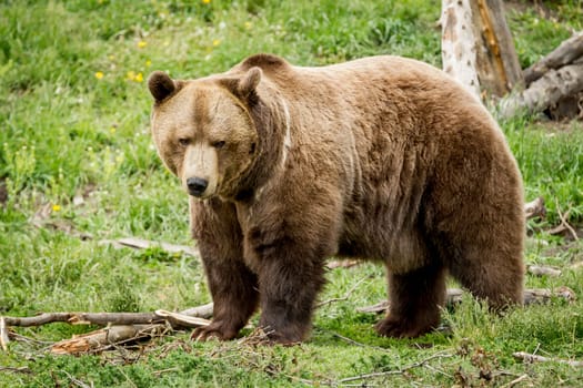 A sideview of a captive grizzly bear in Montana.