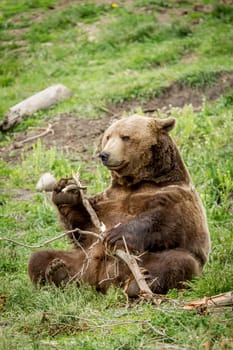 A captive grizzly bear is being playful with a stick near Bozeman, Montana.