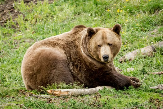 A captive grizzly bear is being playful with a stick near Bozeman, Montana.