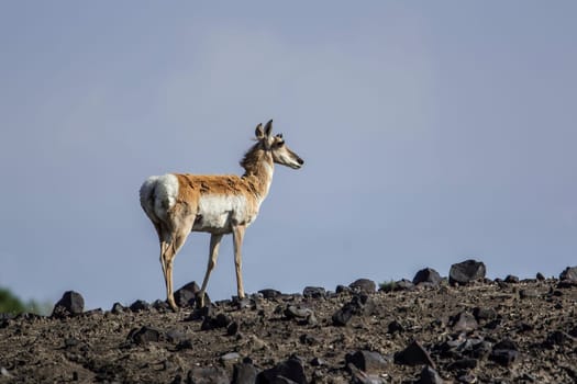 A pronghorn deer in the rocky grasslands of northeastern Wyoming.