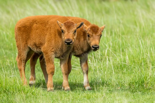Some bison calves interacting with each other near Custer, South Dakota.