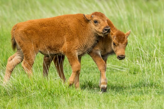 Some bison calves interacting with each other near Custer, South Dakota.