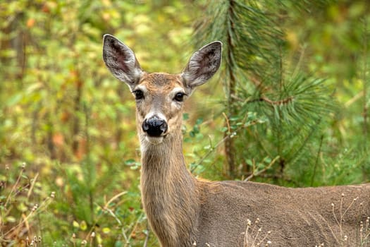 A beautiful white tail deer in the forest near Rathdrum, Idaho.