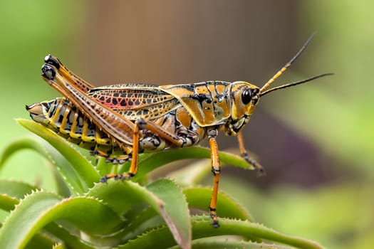A close up of a large locust in Deland, Florida.
