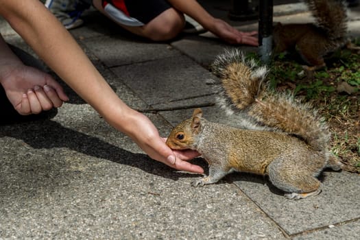 At the national mall in Washington DC, it is common to see squirrels approaching people for food.