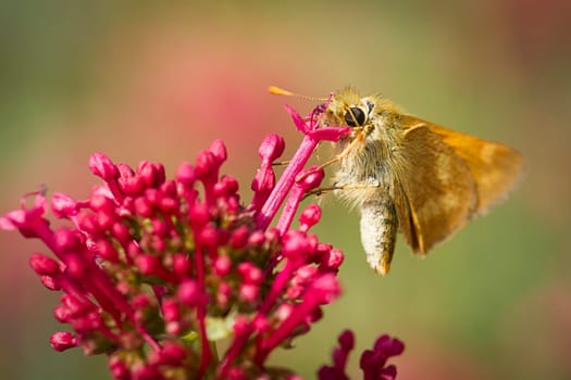 A close up of a small brown skipper moth on a flower in Idaho.