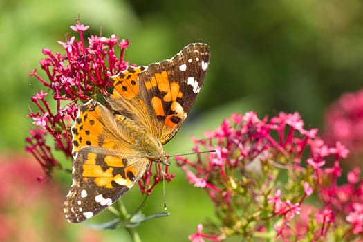 An American painted lady butterfly with wings spread perches on a flower.