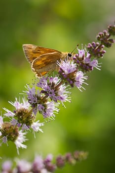 A close up of a small brown skipper moth on a flower in Idaho.