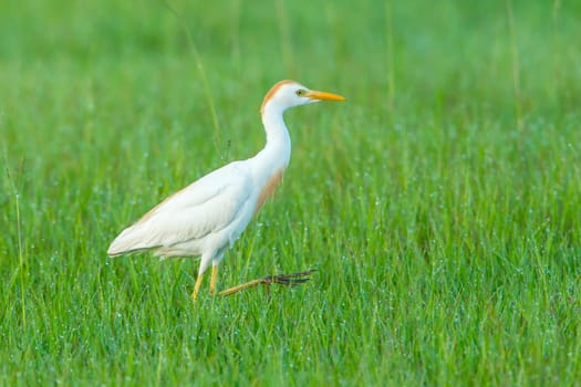 A pretty cattle egret walks along in the grass near Deleon Springs, Florida.