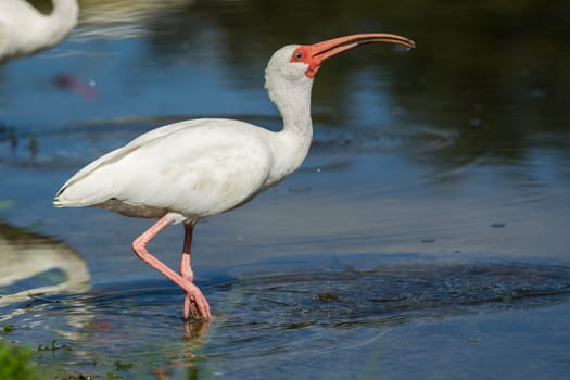 An american white ibis drinks from the pond in Deland, Florida.