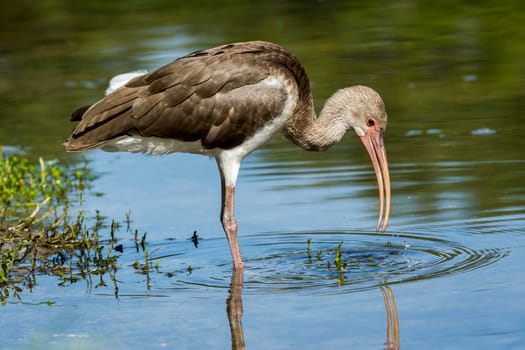 A young juvenile American white ibis wades in a calm pond in Deland, Florida.