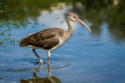 A young juvenile American white ibis wades in a calm pond in Deland, Florida.