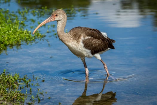 A young juvenile American white ibis wades in a calm pond in Deland, Florida.