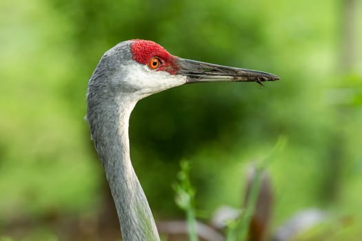 A close up image of the head of a sandhill crane in Deland, Florida.
