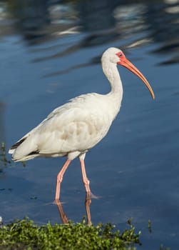 An American white ibis wades in the water in Deland, Florida.