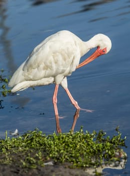 An American white ibis preens itself in the pond in Deland, Florida.
