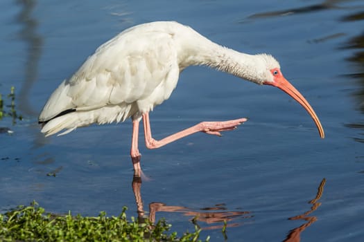 An American white ibis preens itself in the pond in Deland, Florida.