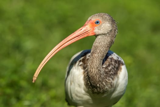 A close up of a juvenile American white ibis and its long beak in Deland, Florida.