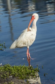 An American white ibis preens itself in the pond in Deland, Florida.