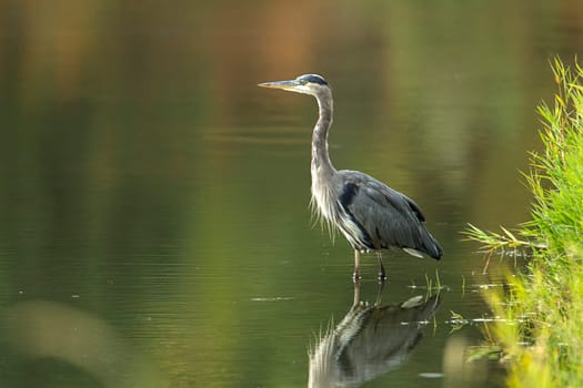 A beautiful great blue heron wades in the calm water near Hauser, Idaho.
