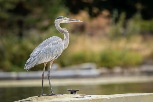 A great blue heron stands on a small dock on Newman Lake in Washington.