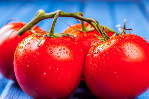 A close up of fresh wet tomatoes on a vine set on a blue table.