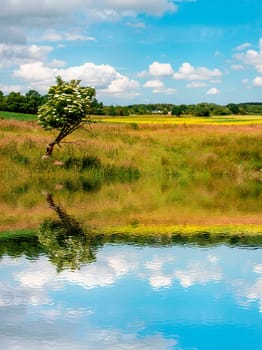 Rural landscape with blossoming tree reflecting in the lake and blue sky on a summer day.